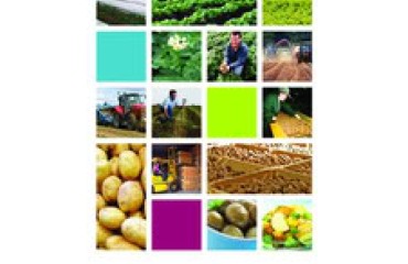 Potato growers set to benefit from market intelligence