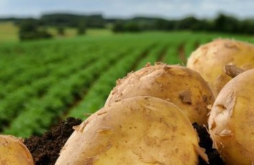 Yasheng Group Announces Agricultural Expansion
