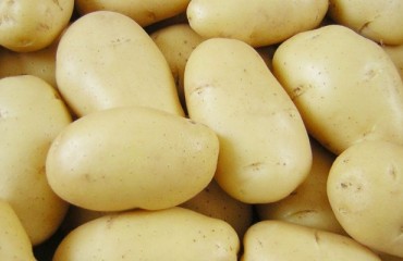 Potato Industry Reaps Benefits of New Computer Vision Technology