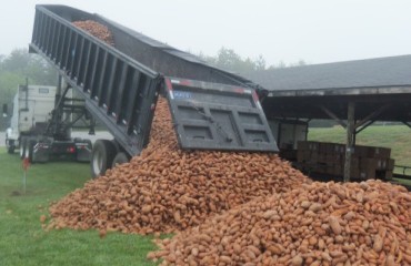 Potato Exports Take a Knock