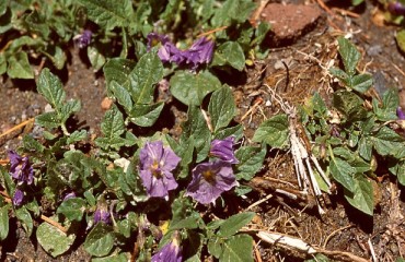 Late Blight Source Identified