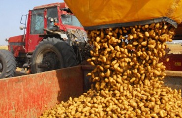 Update: Mexico Blocks U.S. Potato Exports
