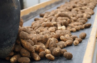 Potatoes in Practice grows for growers