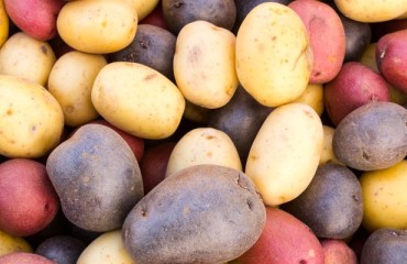 Florimond Desprez Group acquires Germicopa, a potato seed company