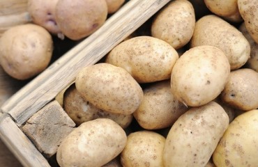 New method to stop potato parasitic worms using fungi
