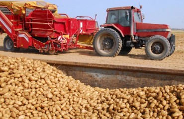 Report: The Philippines doubled its potato imports from the USA