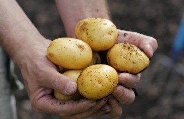 Armenia registered an important growth in potato exports in 2014