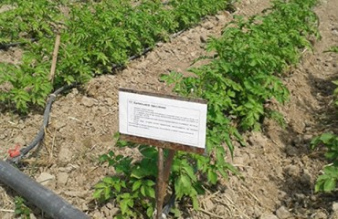 Farmers in Uzbekistan learn how to improve productivity and save water