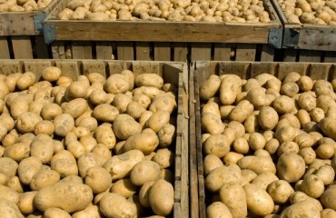 Uganda gets its first potato processing plant