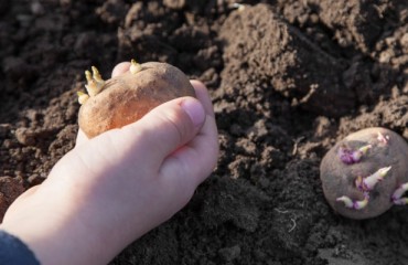 Australian project to develop a more reliable soil Phosphorus test