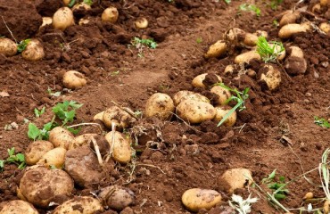 EU gives Finland green light to export potato seeds, saplings in Russia