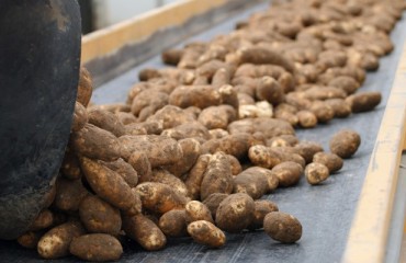 The US FDA gave green light to six varieties of GMO potatoes
