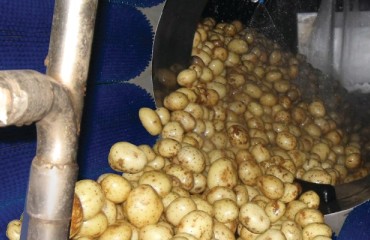 The importance of keeping the potatoes clean and running