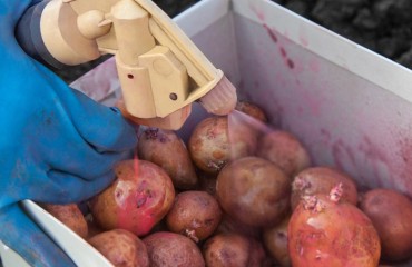 Company launches a new solution for potato sprouting
