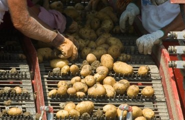 Scottish seed potato sector on track for record