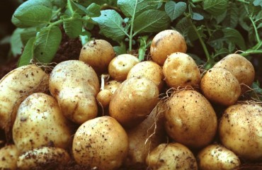 Consumer needs drive potato innovation strategy