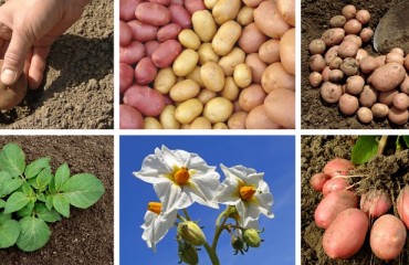 UK Potato Council says it is a record year for seed potato exports