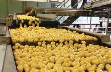 The importance of de-stoning in potato industry: A smooth process