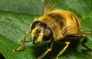 NPC submits comments on EPA bee protection proposal