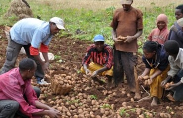 Potato cultivation programme lifting people out of poverty in Africa