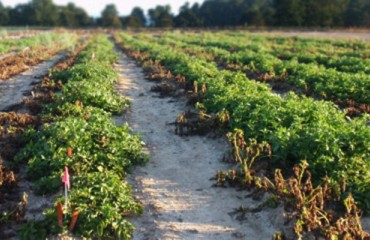 Simplot’s second generation of Innate potatoes receives FDA safety clearance