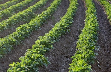 Company awarded patent to thermo-fog potato crops
