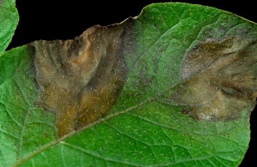 Dundee-China collaboration discovers potential ‘Achilles heel’ of potato blight