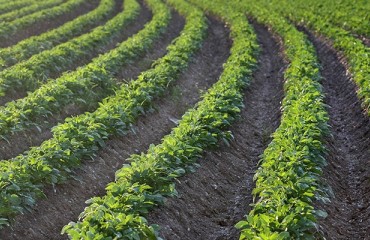 Company launches new formulation of biofungicide