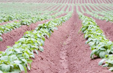 EU-Funded INBIOSOIL Project to Revolutionize Pest Control in Potato Crops