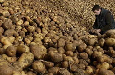 TOMRA Sorting Food: steam peeling can reduce the waste within the potato industry