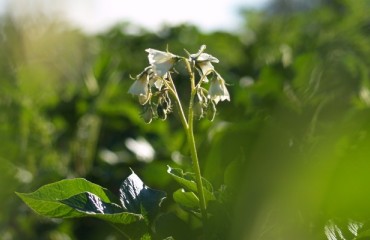 USDA's National Agricultural Statistics Service Reveals the Potato Acreages in Minnesota and North Dakota