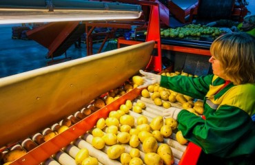 Processed Potatoes in EU Worth EUR10b in 2014