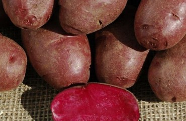 Researchers Develop Nutrient-rich Purple Potato