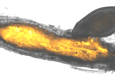 Scientists Reveal Potato Parasite’s “Toolkit