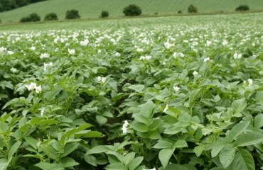 European Processors See that Vegetable Crops Are Affected by Adverse Weather