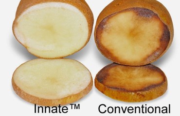 Simplot Innate Potato Varieties are approved in Canada