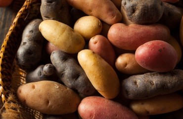 Government in Venezuela Authorizes Import of Potato Seeds