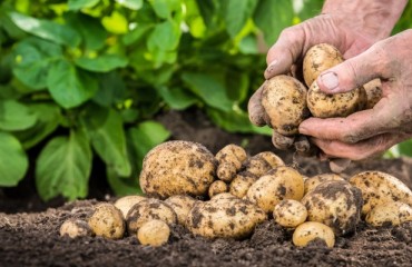 PEI Potato Industry Supports Fort McMurray