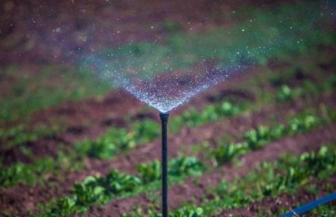 The Use of Nicotine-based Pesticides Limited in Minnesota