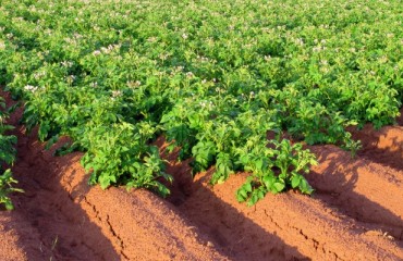 Ireland: Potato Plantings Increase 2.8% after Record Low Area in 2015