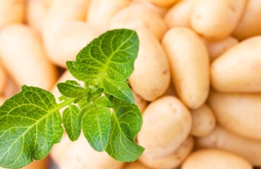 Record Charity Auction for New Season Baby Potatoes