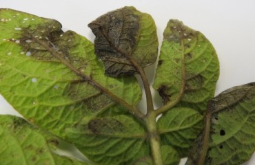 Potato Growers Get Help to Fight with Late Blight Pathogen