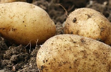 Authorities Greenlight Calyxt GMO Potato Variety