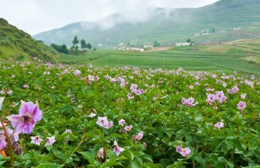 New Method to Capture Disease-resistant DNA for Plants