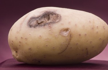 New “Focus on Potato” Webcast Helps Growers Manage White Mold Infections