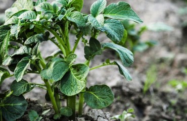 Potato South Africa Reveals Insights on the Regional Market