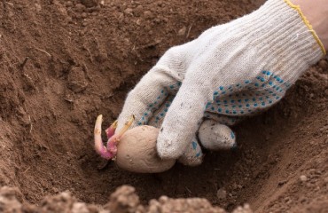 NEPG Notices Reduced Crops for the Current Season