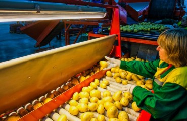 Belgapom: 2016 Was a Record Year for Belgian Potato Processing Sector
