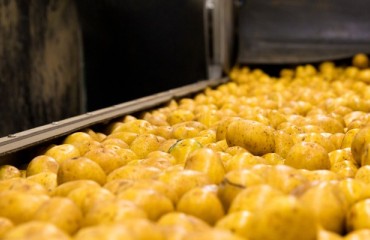 Netherlands’ Potato Processing Industry to Reach a Milestone