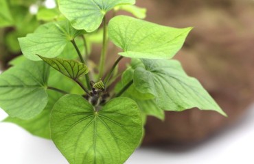 GMO Potato Lines to Be Approved in Australia and New Zealand